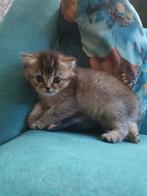 3 Britse korthaar kittens, Dieren en Toebehoren, Katten en Kittens | Raskatten | Korthaar, Meerdere dieren, Gechipt, 0 tot 2 jaar