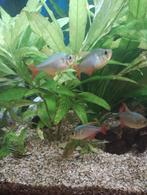 5x Hyphessobrycon columbianus - Colombiaanse Tetra's, Dieren en Toebehoren, Vissen | Aquariumvissen, Vis, Zoetwatervis, Schoolvis