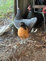 Vorwerk hennen te koop, Dieren en Toebehoren, Pluimvee, Vrouwelijk, Kip