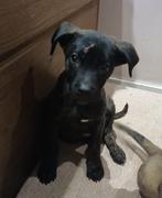 Lieve Pup zoekt goudenmand, Dieren en Toebehoren, Honden | Niet-rashonden, Particulier, Rabiës (hondsdolheid), Reu, 8 tot 15 weken