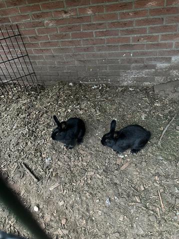 2 leuke zwarte konijnen beschikbaar voor biedingen