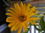 Zonnebloem vaste plant, Tuin en Terras, Ophalen, Overige soorten, Volle zon