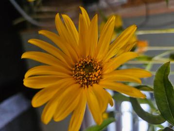 Zonnebloem vaste plant beschikbaar voor biedingen
