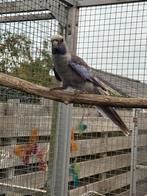 Pennant rosella, Dieren en Toebehoren, Vrouwelijk, Parkiet