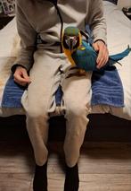 Tamme blauw gele ara te koop, Dieren en Toebehoren, Vogels | Parkieten en Papegaaien, Vrouwelijk, Papegaai, Geringd