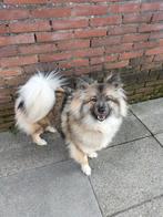 Keeshond dekreu gezocht, Dieren en Toebehoren, Reu, Eén hond, 3 tot 5 jaar, Nederland