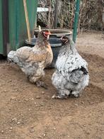 Jonge brahma hennen van 2025., Dieren en Toebehoren, Pluimvee, Vrouwelijk, Kip