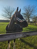 Gezocht plekje in eigen beheer