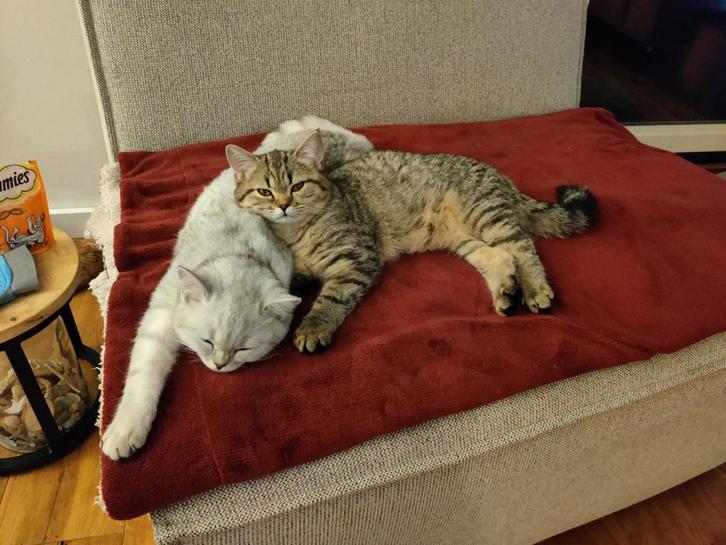 Te koop 2 Britse Korthaar zusjes van 5 maandjes oud., Dieren en Toebehoren, Katten en Kittens | Raskatten | Korthaar, Poes, 0 tot 2 jaar