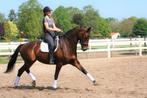 Zadelmak maken en/of trainen van uw paard, Stalling of Weidegang