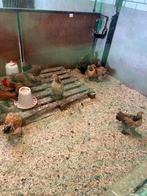 Brahmas hennen/hanen, Dieren en Toebehoren, Pluimvee, Meerdere dieren, Kip