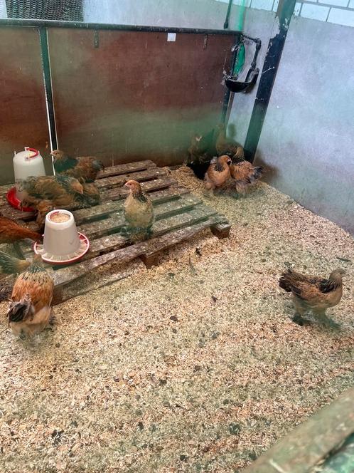 Brahmas hennen/hanen, Dieren en Toebehoren, Pluimvee, Kip, Meerdere dieren