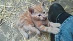 Boerderij kittens, Dieren en Toebehoren, Katten en Kittens | Overige Katten, Kater