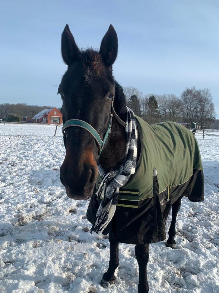 Paard te koop, Dieren en Toebehoren, Paarden, Ruin