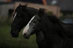 Zangersheide-Holsteiner-Lusitano Jaarlinghengst v. Asca Z., Dieren en Toebehoren, Paarden, Gechipt, Dressuurpaard, 0 tot 2 jaar