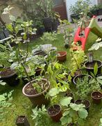 Diverse fruitbomen, Ophalen, Lente