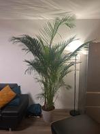 Grote Areca Palm in Pot, Huis en Inrichting, Kamerplanten, Ophalen, 200 cm of meer, Palm, Halfschaduw