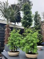 Nog 1 bonsai  55 hoog..schaal 20 x 13, Tuin en Terras, Planten | Bomen, Ophalen of Verzenden, Volle zon, Overige soorten, Minder dan 100 cm