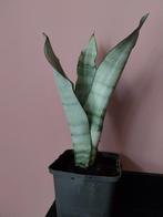 Plantje plant stek gewortelde sanseveria, Huis en Inrichting, Kamerplanten, Groene kamerplant, Ophalen, Halfschaduw, Minder dan 100 cm