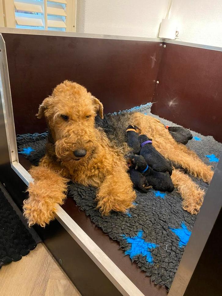 Airedale Terrier pups (reutjes) met stamboom, Dieren en Toebehoren, Honden | Bulldogs, Pinschers en Molossers, Reu, Overige rassen