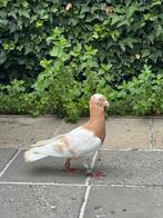 Duiven, Dieren en Toebehoren, Vogels | Duiven, Mannelijk, Overige soorten