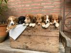 Nova scotia duck tolling x border collie pups te koop, CDV (hondenziekte), Overige rassen, 8 tot 15 weken, Meerdere