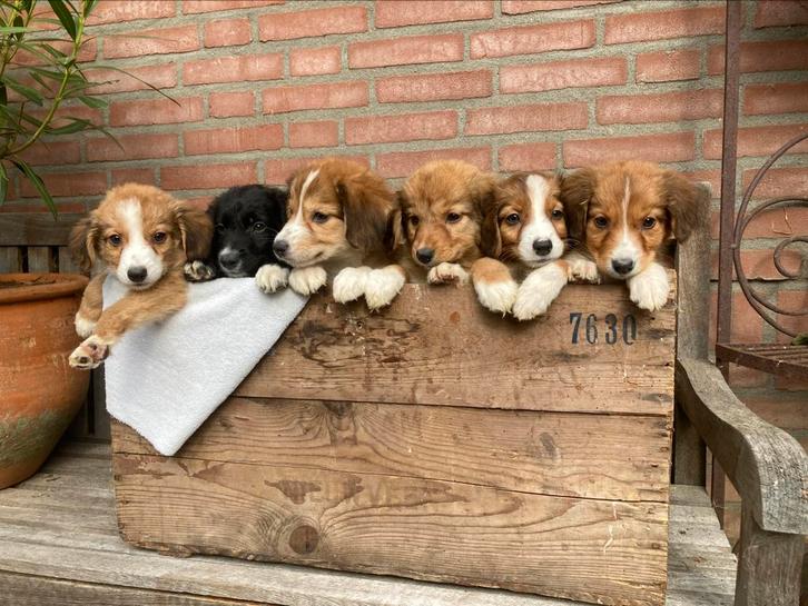 Nova scotia duck tolling x border collie pups te koop, Dieren en Toebehoren, Honden | Retrievers, Spaniëls en Waterhonden, Meerdere dieren