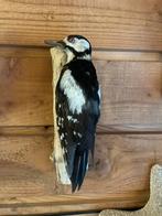 Opgezette vogel taxidermie mancave, Ophalen of Verzenden, Zo goed als nieuw, Vogel, Opgezet dier