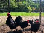 kippen Poule de Barbezieux, Dieren en Toebehoren, Pluimvee, Vrouwelijk, Kip