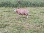 Dekrammen te koop., Dieren en Toebehoren, Schapen, Geiten en Varkens, Mannelijk, Schaap