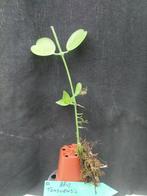 Dischidia tonsuensis, Overige soorten, Minder dan 100 cm, Bloeiende kamerplant, Halfschaduw