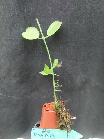 Dischidia tonsuensis beschikbaar voor biedingen