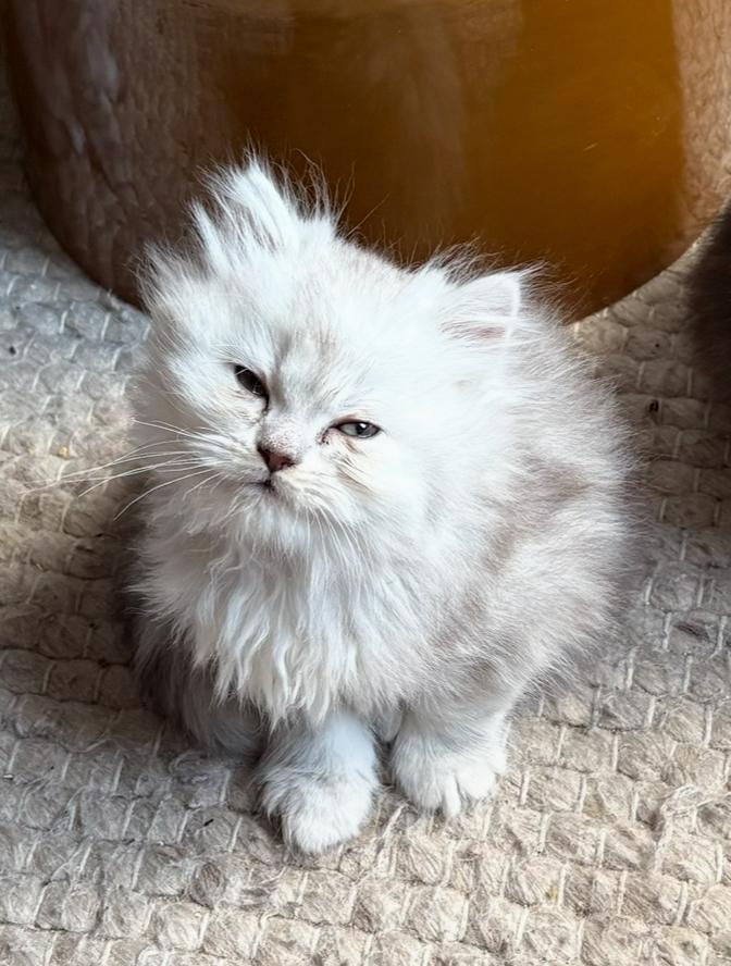 Nog 1 Britse Langharige kitten te koop!, Dieren en Toebehoren, Katten en Kittens | Raskatten | Langhaar, Geslacht onbekend, 0 tot 2 jaar