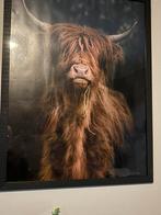 Heel mooi schilderij van schotse hooglander, Ophalen, Zo goed als nieuw, Schilderij