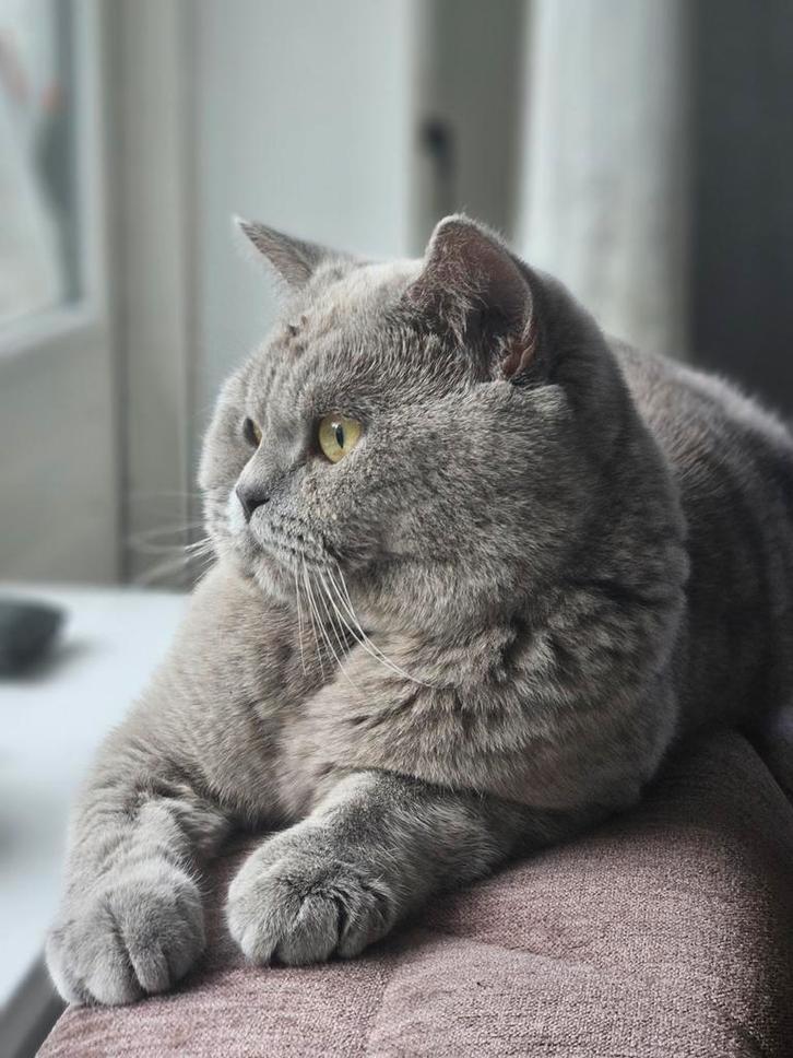 Dekkater britse korthaar, Dieren en Toebehoren, Katten en Kittens | Dekkaters, 3 tot 5 jaar