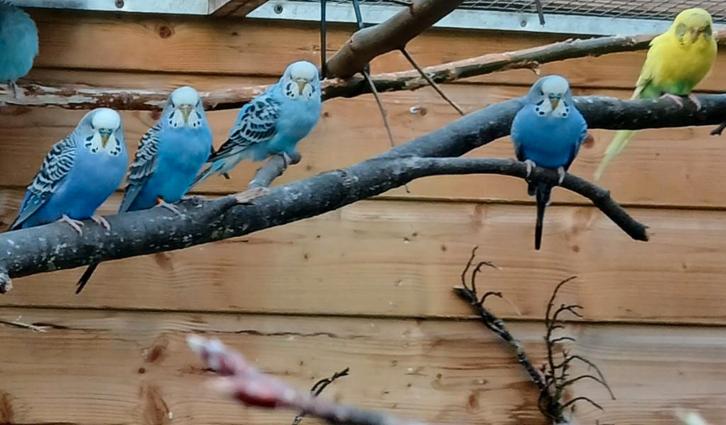Parkieten, Dieren en Toebehoren, Vogels | Parkieten en Papegaaien, Parkiet, Meerdere dieren