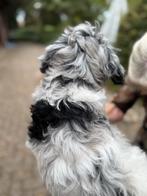 Schattige pups Boomer met Dwergpoedel! Div. Kleuren, Dieren en Toebehoren, Honden | Chihuahua's en Gezelschapshonden, Poedel, Nederland