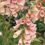 Digitalis purpurea Apricot Beauty (vingerhoedskruid), Ophalen, Zomer, Overige soorten, Halfschaduw