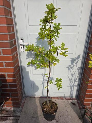 Jonge Eikenboom - 140cm, 5 jaar oud beschikbaar voor biedingen