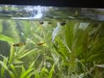 Zwaarddrager Babys, Dieren en Toebehoren, Vissen | Aquariumvissen, Vis