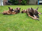Mechelse herder pups, Parvo, 8 tot 15 weken, Meerdere, Meerdere dieren