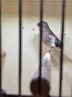 Kanarie gloster pop 2025, Dieren en Toebehoren, Vrouwelijk, Geringd