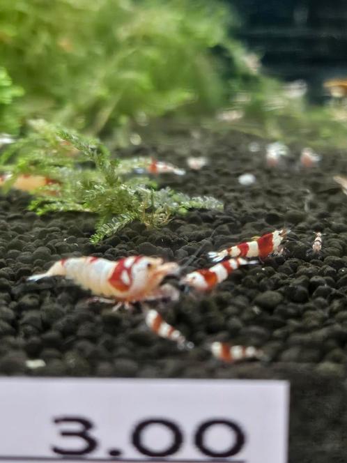 Crystal Red PRL Beschikbaar, Dieren en Toebehoren, Vissen | Aquariumvissen, Zoetwatervis, Kreeft, Krab of Garnaal, Schoolvis