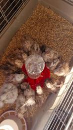 USA zijdehoender kuikens beschikbaar, choco en choco kk, Meerdere dieren, Kip
