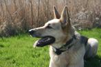 herplaatsing voor onze lieve Herder, 6 jaar of ouder, Particulier, Rabiës (hondsdolheid), Buitenland
