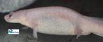 Spaanse Ribbensalamander "Leucistic", Dieren en Toebehoren, Reptielen en Amfibieën, Amfibie, Tam, 0 tot 2 jaar
