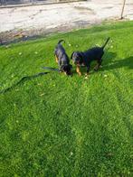 dobermann pups, 8 tot 15 weken, Meerdere, Meerdere dieren, Nederland