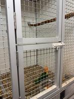 Caique 2 st. 2025 pop en een man incl. Dna papieren, Dieren en Toebehoren, Meerdere dieren, Papegaai, Tam