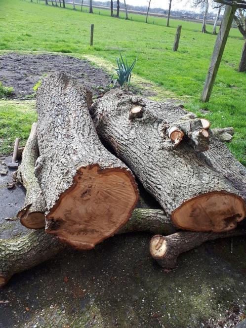 eikenhoutenstam voor brandhout, Tuin en Terras, Haardhout, Stammen, Eikenhout, Ophalen