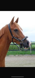 E pony, Dieren en Toebehoren, Pony's, Ruin, M, 7 tot 10 jaar, Gechipt
